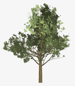 Tree Illustration Png #8383540 Tree Illustration Png #8383540