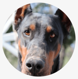 Our Dobermans - Dobermann #8384508