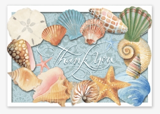 Sea Shells Boxed Thank You Cards - Shell #8384985