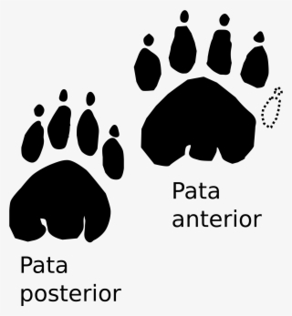 Open - Huellas De Tortuga Terrestre #8385115