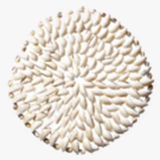 Table Mat Sea Shells White - Ofra #8385395
