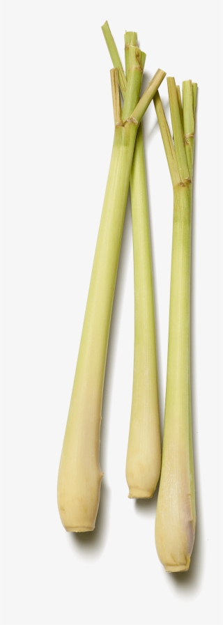 Images - Wood #8385649