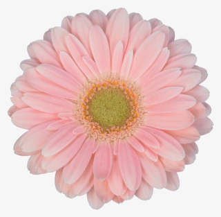 Pink Gerbera Daisy Png #8386274