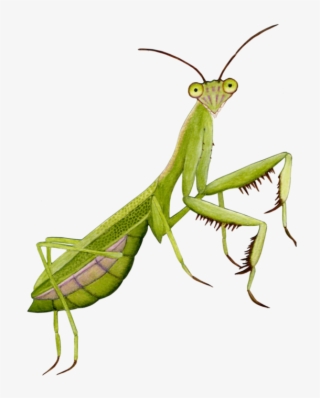 Mantidae #8388752