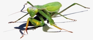 Mantis Png Image - Illustrator #8388982