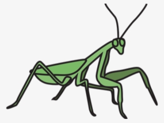 Mantidae #8389155