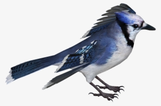 Blue Jay #8392760