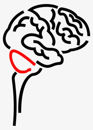 Vector Illustration Of Human Brain Organ Serves As #8393102 Vector Illustration Of Human Brain Organ Serves As #8393102