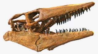 Bunker Specimen Skull - Tylosaurus Skull #8393506