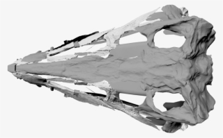 Carolina Butcher - Monochrome #8393551