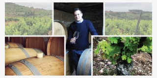 Jose Antonio García - Vineyard #8394388