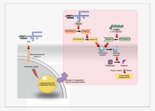 Overview Of The Coagulation Cascade In Horseshoe Crabs - Coagulation Cascade Horseshoe Crab #8395024