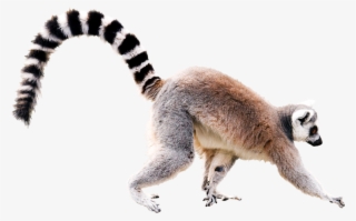 Lemur Png, Download Png Image With Transparent Background, - Ring Tailed Lemur On White Background #8395367