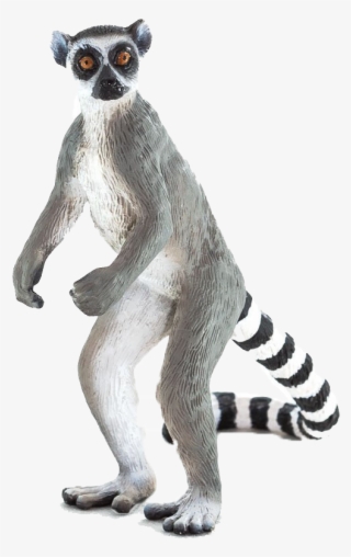 Ring Tailed Lemur Transparent #8395463