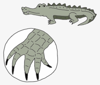 Alligator Dream Meaning - Alligator Toe Clipart #8395889