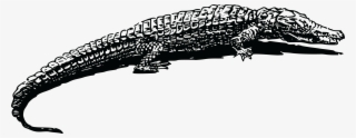 Free Clipart Of A Crocodile - Black And White Clipart Crocodile #8395920