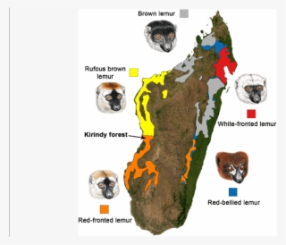 Map Of Madagascar Showing The Distribution Of Eulemur - Map Of Madagascar #8396320