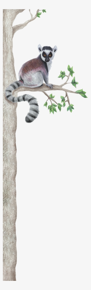 Illustration Of Ring-tailed Lemur Sitting In Tree - Madagascar Cat #8396971