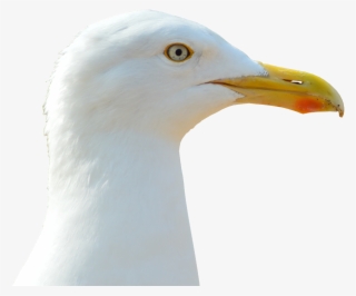 Seagull, Bird, Water Bird, Close, Seevogel, Bill, Birds - Птица С Буквата А #8398567