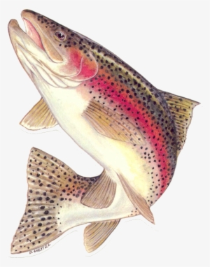 Bataan Lake Fly Fishing Report 03/03/2009 - Jumping Rainbow Trout #842098