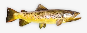 Brown Trout - Fly Fishing #842130
