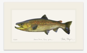 Brown Trout - Landlocked Salmon Or Rainbow Trout #842155