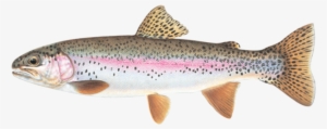 Trout - Facts About Rainbow Trout #842157