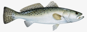 Speckled Trout Species - Speckled Trout #842180