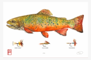 Brooke Trout Print - Brook Trout #842254