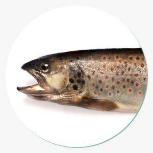 Brown Trout - Forellenarten #842269 Brown Trout - Forellenarten #842269