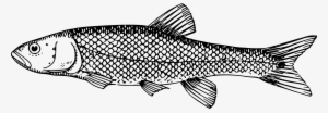 Milkfish Whitefish Trout Fish Scale - Fish Scales Clipart Black And White #842331