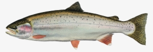 Trout Drawing Fresh Water Fish - Freshwater Fish Png #842348