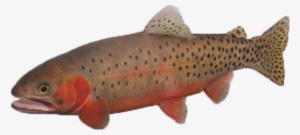 Greenback 5 Compressed - Portable Network Graphics #842365