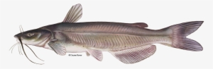 Channel Catfish Png #842423