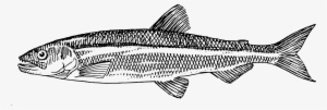 Fish Animal Biology Png Image Picpng - Atlantic Herring How To Draw #842465