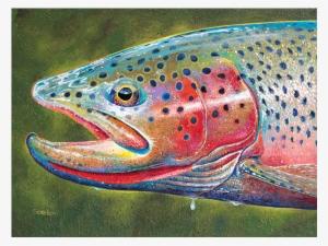 Spring Cutthroat - Trout #842489