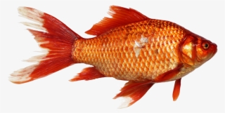 Gold Fish Close Up - Golden Fish #842492