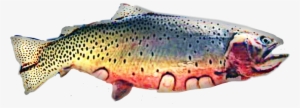 Scfish Fish Rainbow Trout Sticker - Coastal Cutthroat Trout #842531