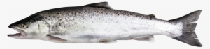 Salmon Trout - Forellenart #842641 Salmon Trout - Forellenart #842641