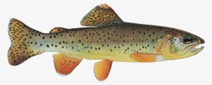 Sign Up For Season - Arizona State Fish Apache Trout #842941