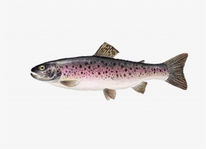 Rainbow Trout - Regnbueørred #843078