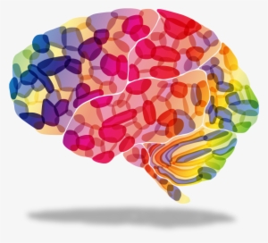 Research And Education Of New Therapies For The Treatment - Colorful Brain Transparent Background #843307