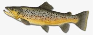 Free Png Fish Png Images Transparent - Brown Trout #843309