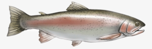 Rainbow-trout - Coastal Cutthroat Trout #843357