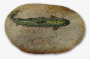 Painted Rock $15 - Trout Painted Rock #843530