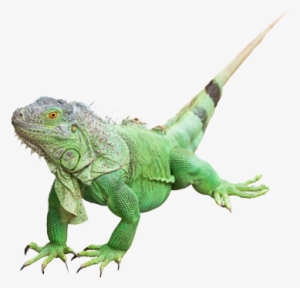 Iguana Png Photos - Iguana Verde Png #844746