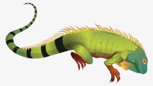Iguana Clipart Downloadable - Iguana Png #844768