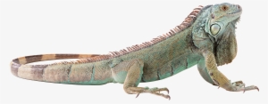 Svg Freeuse Lizard Png Picture Web Icons - Green Iguana No Background #844820
