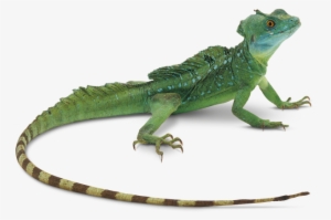 Lizard Png Hd - Lizard Png #844892