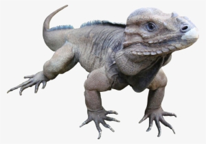 Animala Rare Rhinoceros Iguana - Rhinoceros Iguana #845054